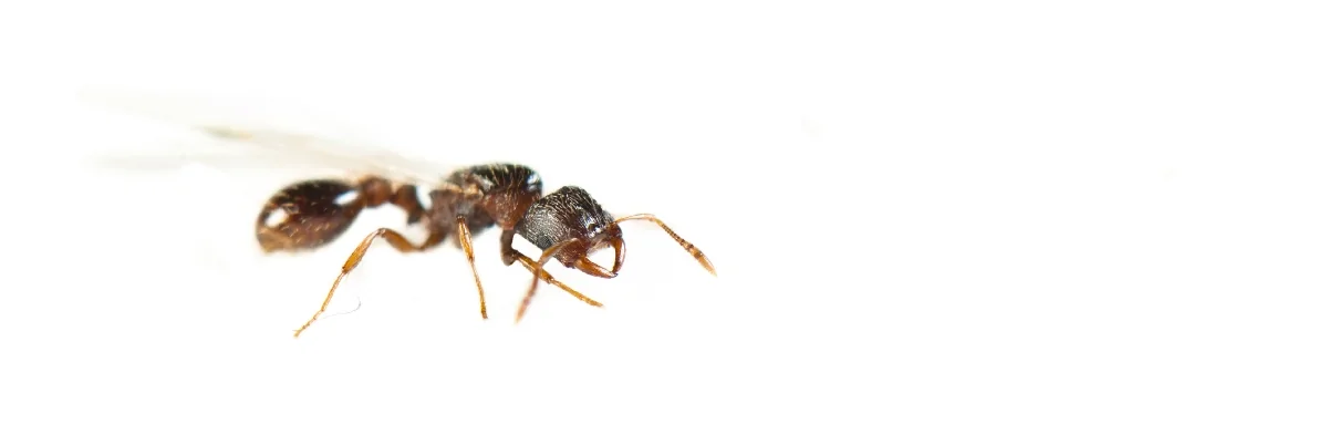 Photo macro sur fond blanc vu de profil d'une fourmi princesse ailée Strongylognathus testaceus de couleur brune. La fourmi a un pétiole fin qui lui donne un aspect allongé et des mandibules lisses en forme de sabre.