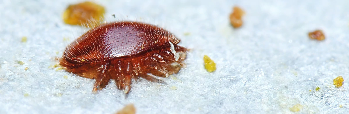 Gros plan de face sur un acarien rouge parasite de l'abeille de l'espèce Varroa destructor.