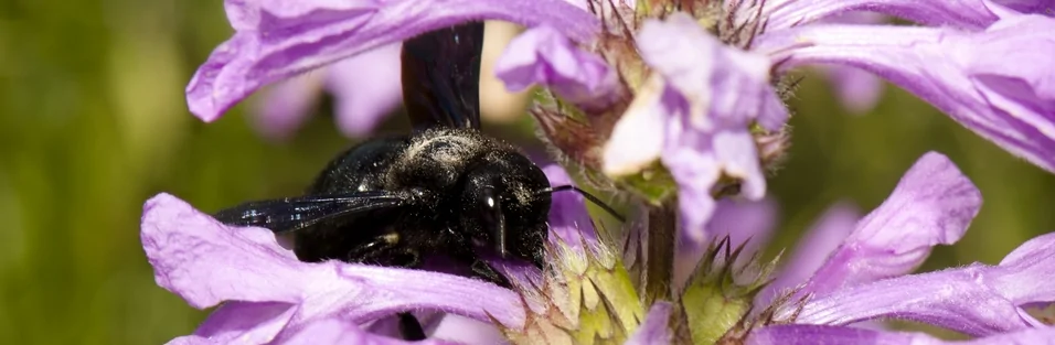 Xylocope violet butinant une fleur violette, grande abeille noire de France.