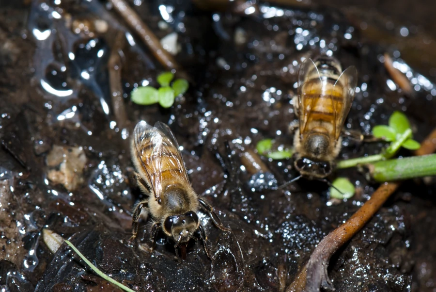 Deux abeilles (Apis mellifera) brunes et noires boivent de l'eau au bord d'un petit ruisseau boueux.