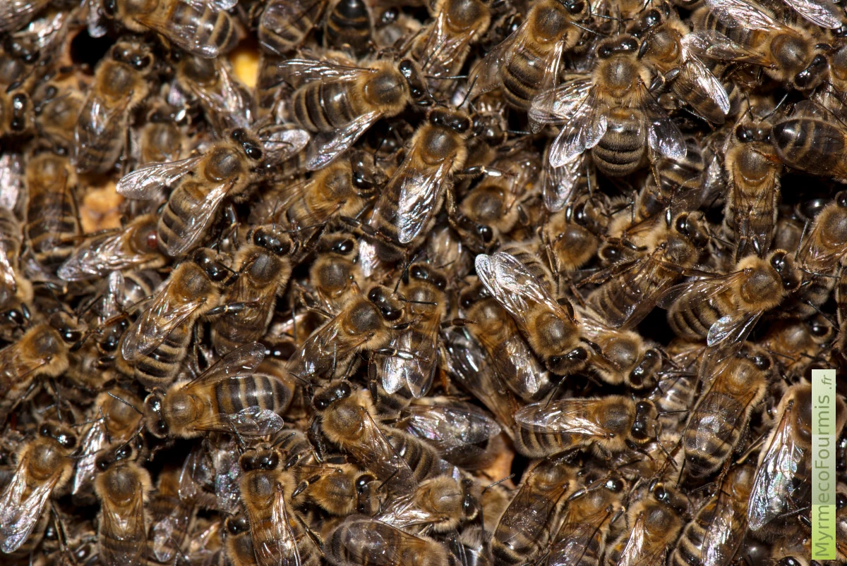 De très nombreuses abeilles ouvrières sont accrochées au cadre d'une ruche.