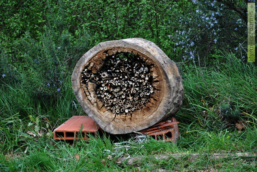 Un abri ou hotel à insectes fait d'un tronc d'arbre creux rempli de tiges de sureau, roseau et bambou pour les abeilles solitaires.