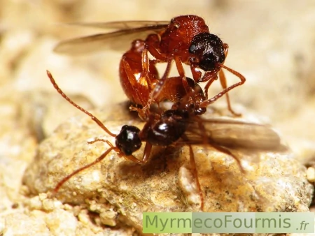 Reproduction chez les fourmis: deux fourmis volantes s'accouplent. Le mâle est plus petit et de couleur brun, la femelle est orange avec une tête sombre et de plus grande taille.