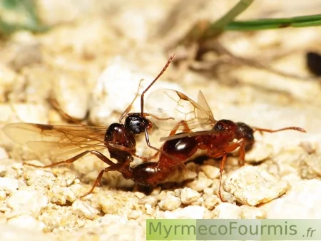 Essaimage de fourmis ailées du genre Myrmica, ici on voit un mâle s'accoupler avec une femelle ailée.