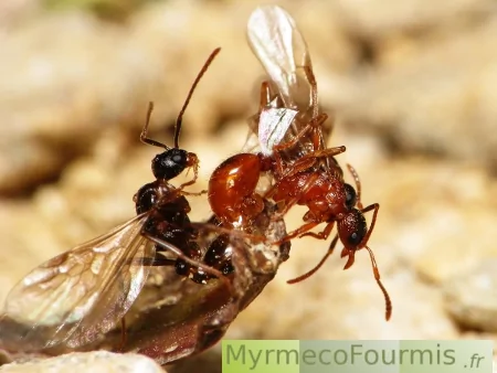 Essaimage de fourmis, cette photo montre l'accouplement de deux fourmis volantes du genre Myrmica.