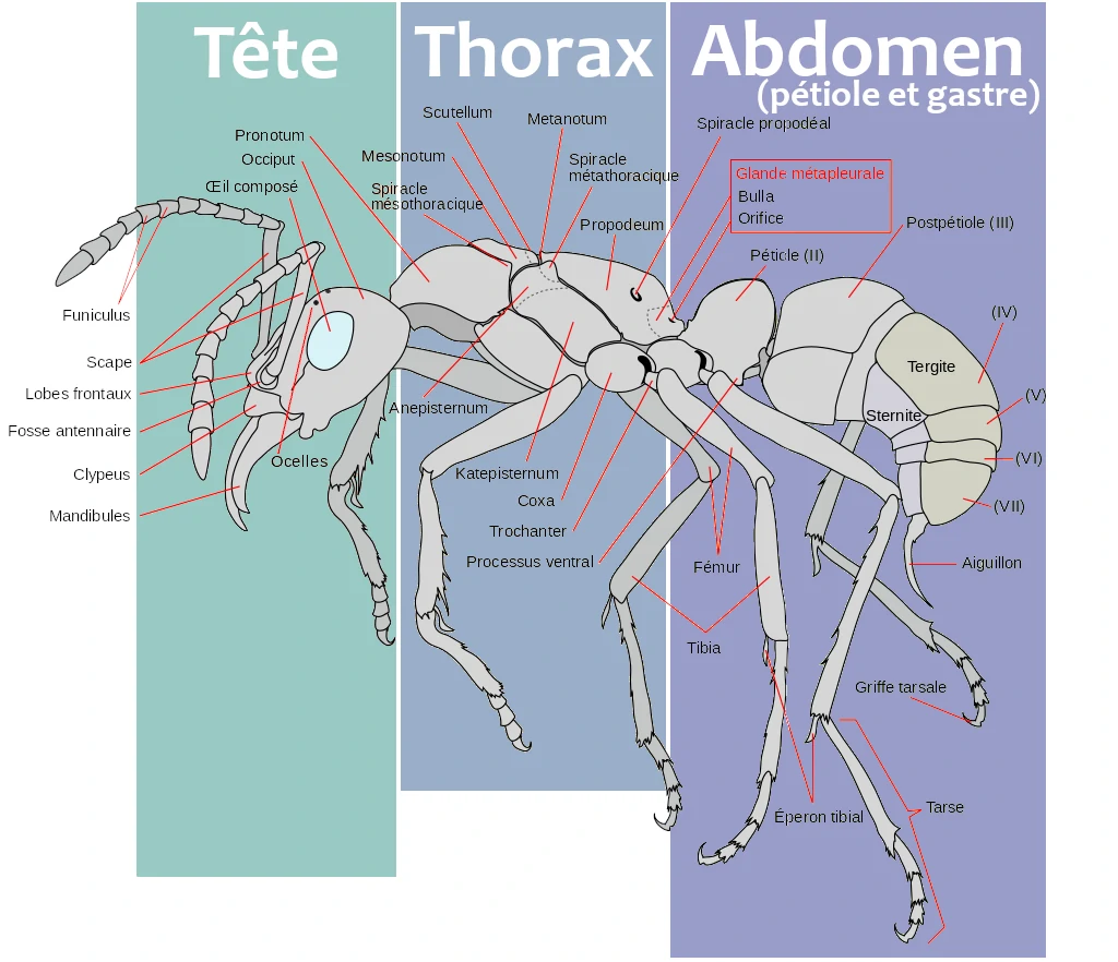 Schéma de la morphologie (anatomie) du corps d'une fourmi.