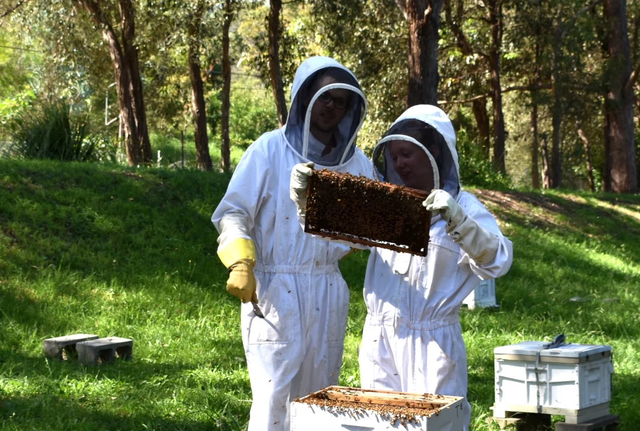 Deux apiculteurs en vareuse, l'habit de protection des apiculteurs, inspectent la santé d'une ruche. L'apicultrice à droite porte un cadre de ruche couvert d'abeilles dans ses mains.
