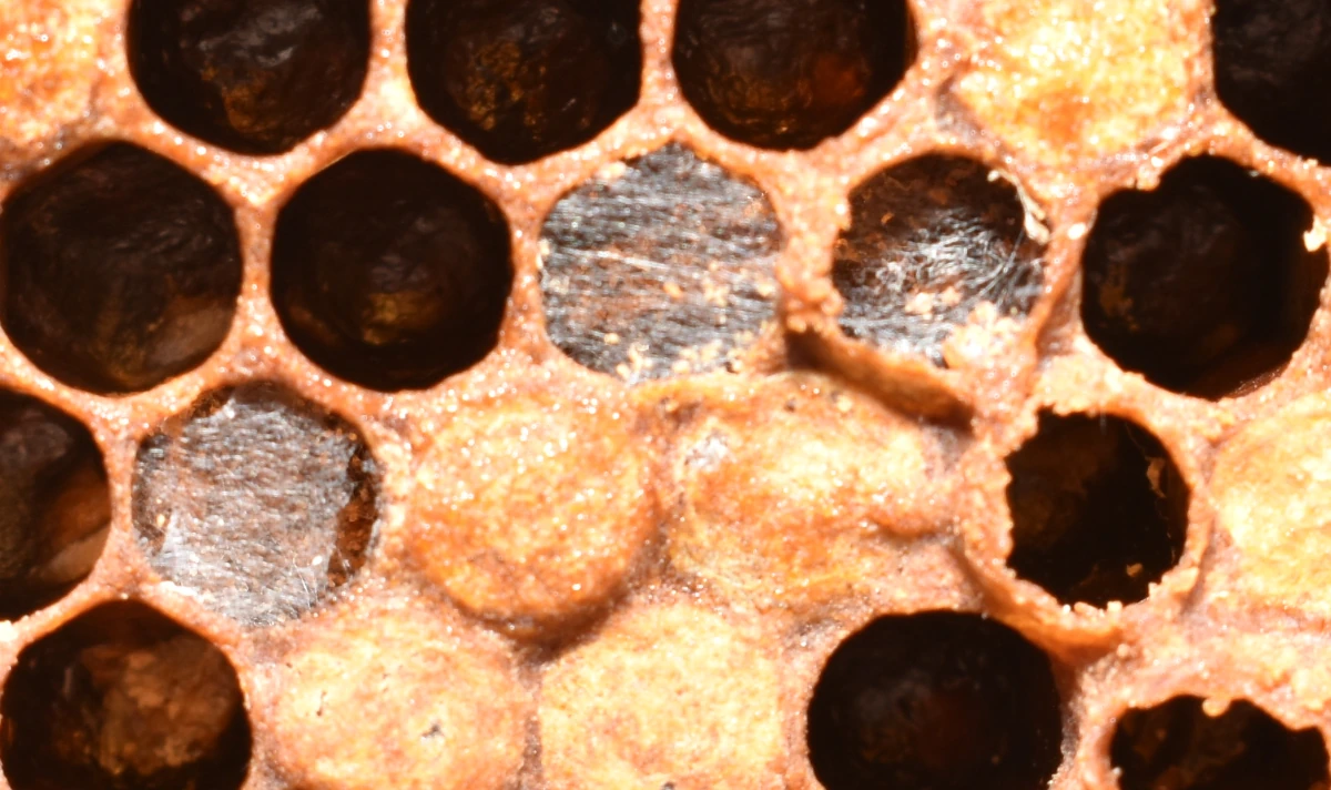 Un gros plan sur un cadre de couvain d'une ruche montre les soies tapissées par des fausses teignes de la ruche ou fausse teignes des cires.