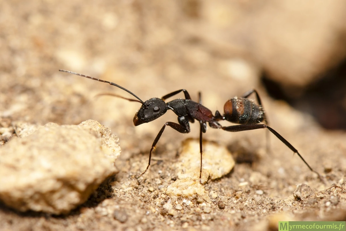 Une fourmi ouvrière de l'espèce Camponotus cruentatus est vue ici de profil. Elle a un corps noir mat avec des poils blancs et des taches brunes, oranges et rouges sur le thorax et l'abdomen.
