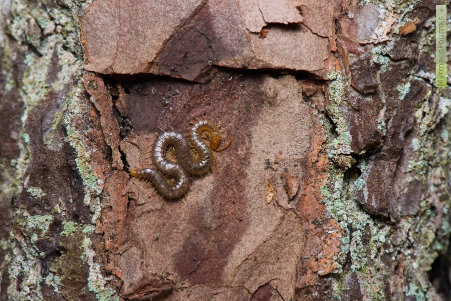 Un grand mille-pattes géophile trouvé sous l'écorce d'un pin. Géphilomorpha, Geophilidae. Forêt d'Adainville, Yvelines, Île-de-France. Il s'agit peut-être de Geophilus carpophagus.