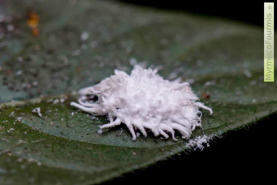 Une cochenille farineuse, cachée sous ses sécrétions cireuses blanches, prélève la sève d'une plante d'intérieur.