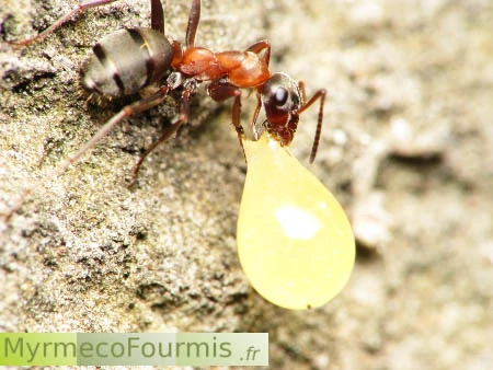 Une fourmi peut porter soixante fois son poids. Photo de profil d'une fourmi soulevant une grosse goutte de liquide sucré plus lourde qu'elle.