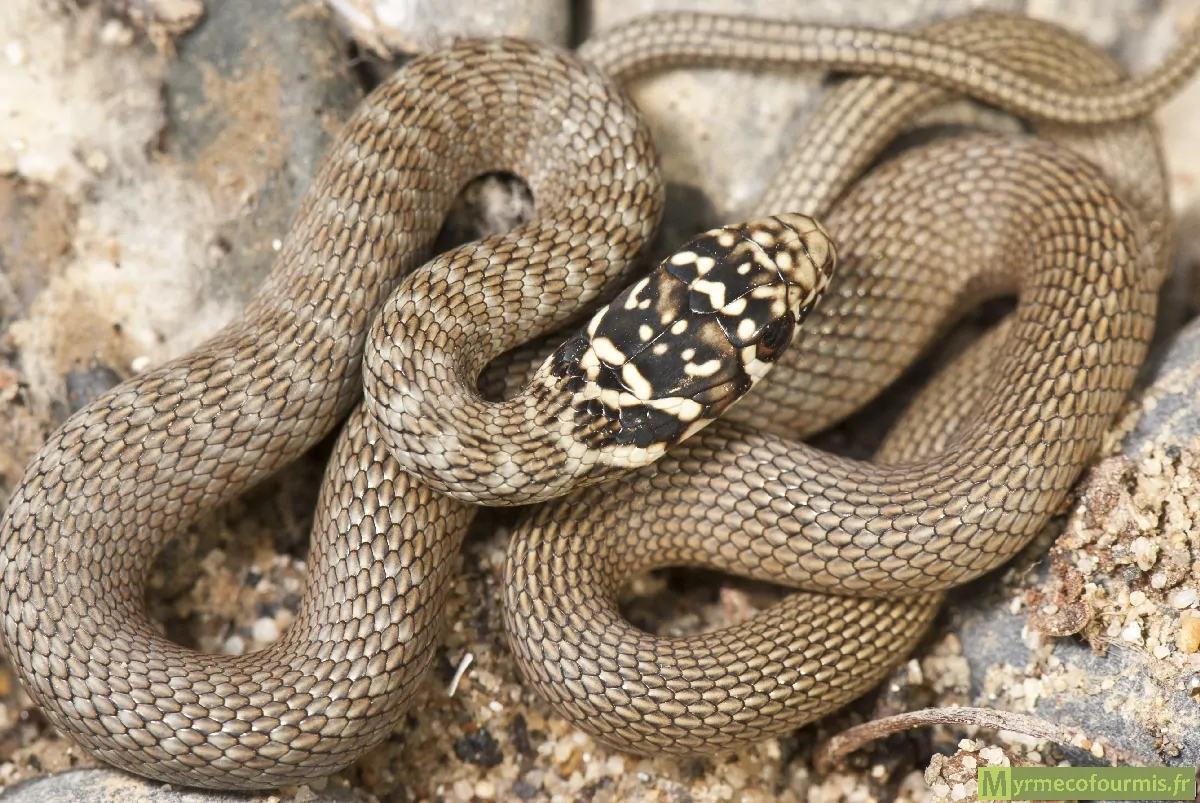 Ce petit serpent rayé blanc et noir est une couleuvre verte et jaune juvénile.
