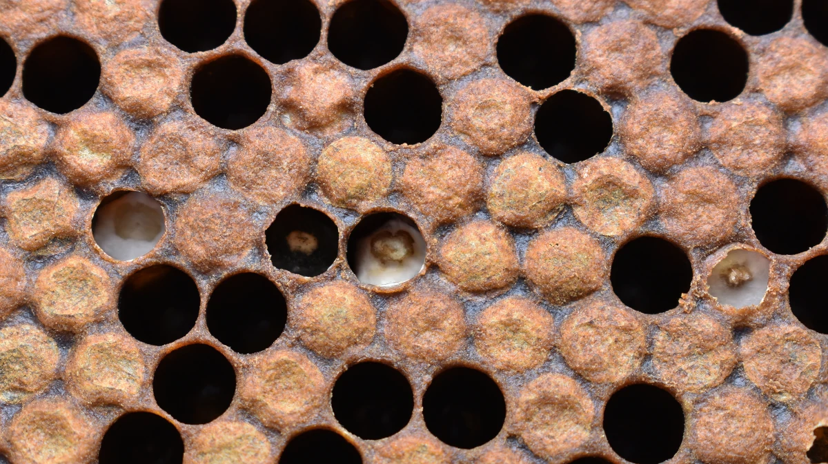 Un cadre de ruche comportant des cellules de couvain operculées, des cellules évidées et nettoyées, et trois cellules de couvain plâtré blanches ainsi qu'une cellule d'ascophérose noire.