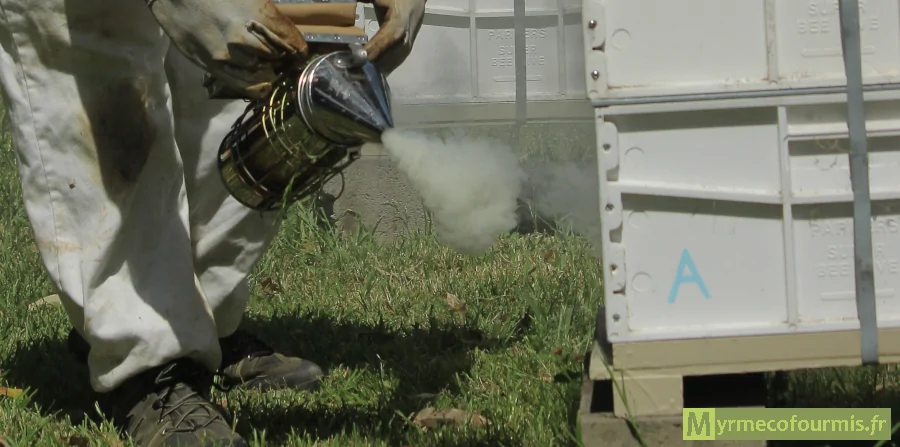 Un apiculteur tient un enfumoir à abeilles devant la planche d'envol d'une ruche. L'apiculteur porte des gants, et de la fumée s'échappe de l'enfumoir.