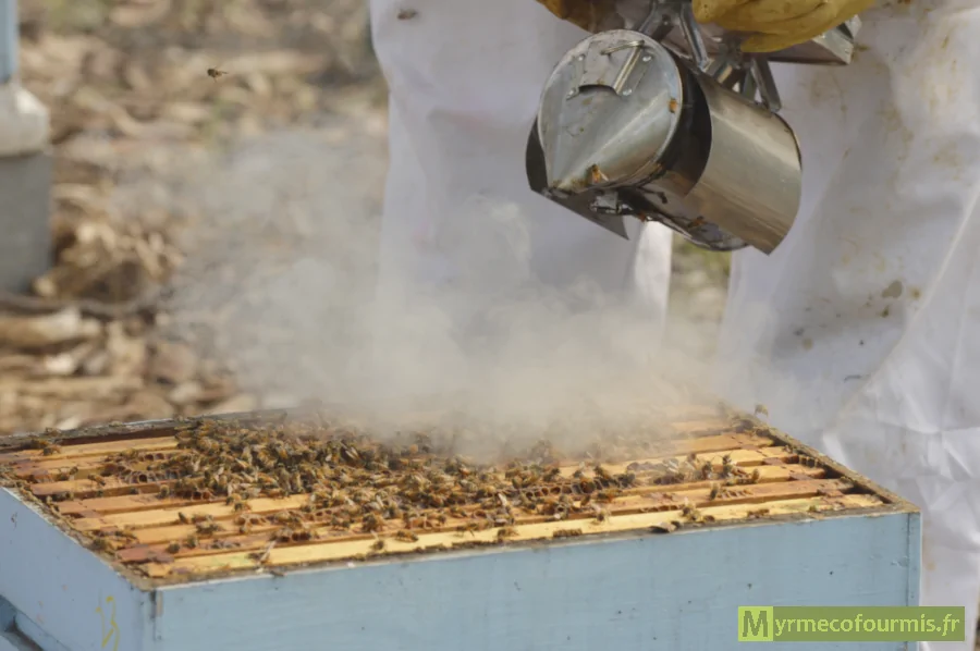 Un apiculteur enfume une colonie d'abeille dans une ruche blanche.