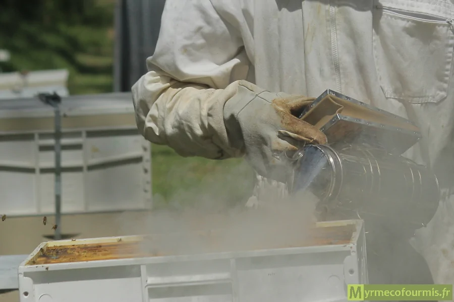 Un apiculteur enfume une ruche d'abeilles avec un enfumoir d'apiculture.