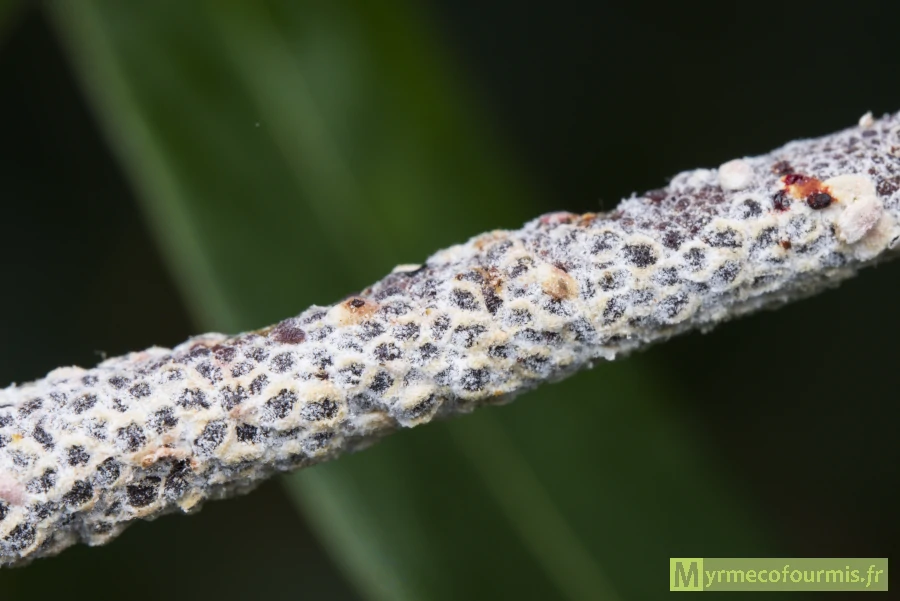 Larves violettes d'une cochenille de l'eucalyptus sur une branche. Ces larves sont recouvertes de cire blanche protectrice.