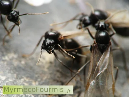 Un groupe de fourmis ailées Lasius niger, des mâles de couleur noire.