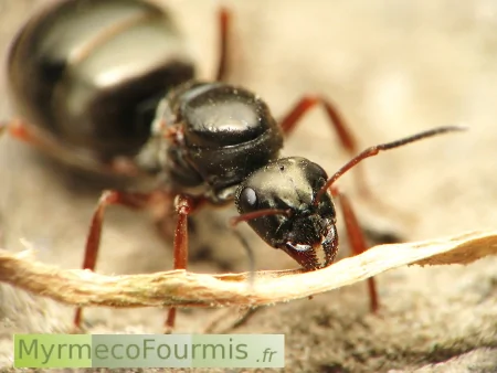 Une fourmi de l'espèce Formica fusca. Il s'agit d'une reine désailée, de couleur noire avec des pattes rouges et un aspect mat.