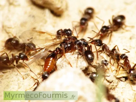 Un mâle fourmi ailé est attaquée par de redoutables prédateurs: d'autres fourmis du genre Lasius qui lui tire les pattes et les antennes pour la ramener dans leur nid.