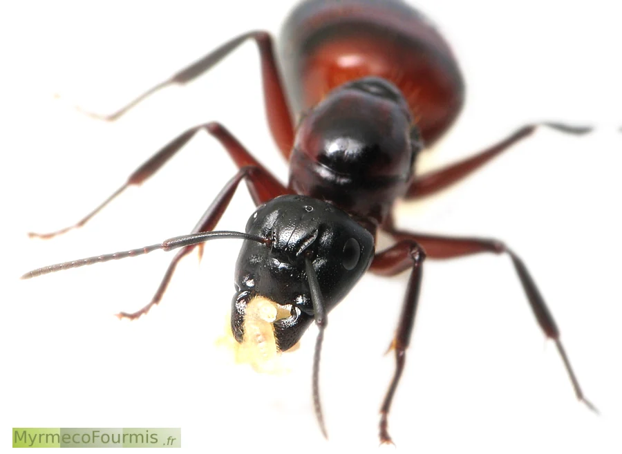 Une très grande fourmi présente en France, Camponotus ligniperda, vue de face sur fond blanc, porte des larves dans ses mandibules.