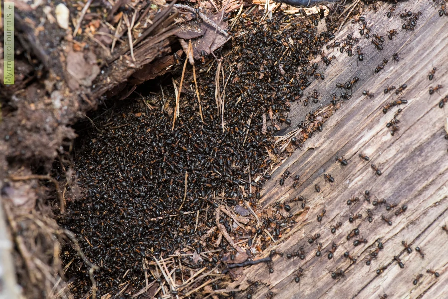 Des fourmis des bois (genre Formica, Formica rufa ou Formica polyctena), aussi appelées fourmis rousses, se réchauffent au soleil sur leur dôme de brindilles et d'aiguilles de pin au printemps. Elles forment un tas immense.