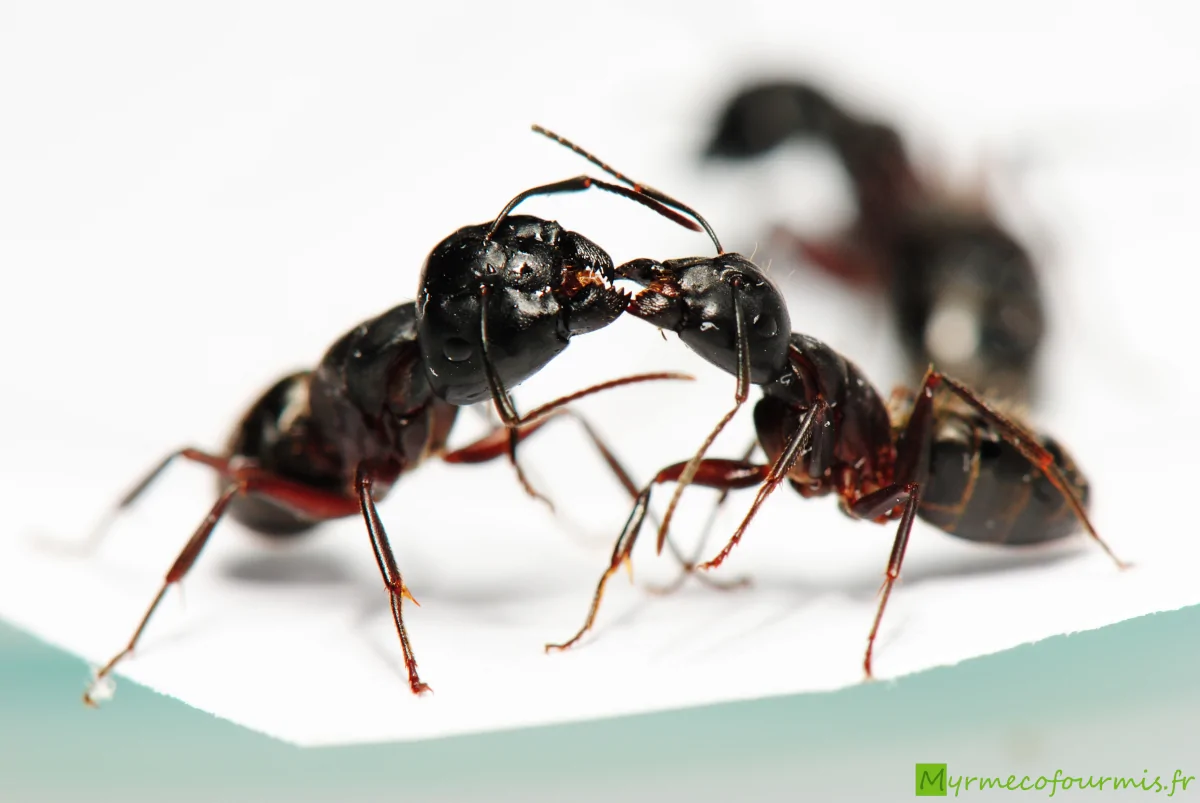 Echange de nourriture entre fourmis par trophallaxie, fourmis de l'espèce Camponotus herculeanus.