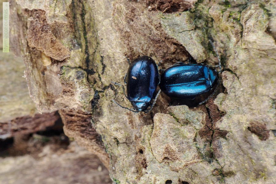 Photographie macro d'un mâle et d'une femelle du coléoptère bleu métallisé Agelastica alni ou chrysomèle de l'aulne. Ces chrysomelidae passent l'hiver à l'état adulte sous les écorces des aulnes.