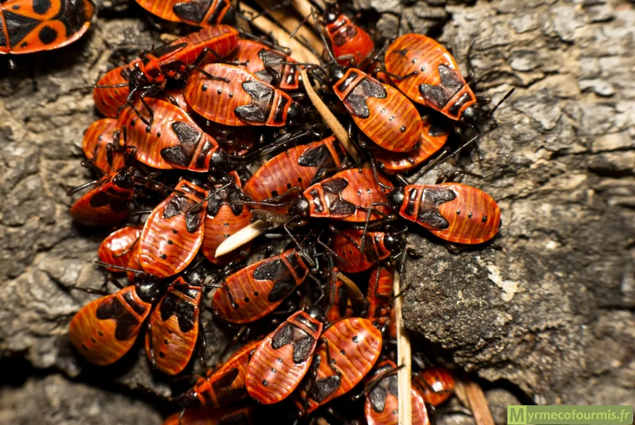 Un tas de punaises gendarmes regroupées sur l'écorce d'un arbre. Il s'agit d'insectes au dernier stade larvaire (nymphes), bientôt prêtes à se métamorphoser en adultes. Macrophotographie.