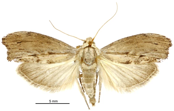 Papillon de nuit mâle grande fausse-teigne de la cire, Galleria mellonella vu de dessus épinglé dans une collection entomologique avec les ailes écartées.