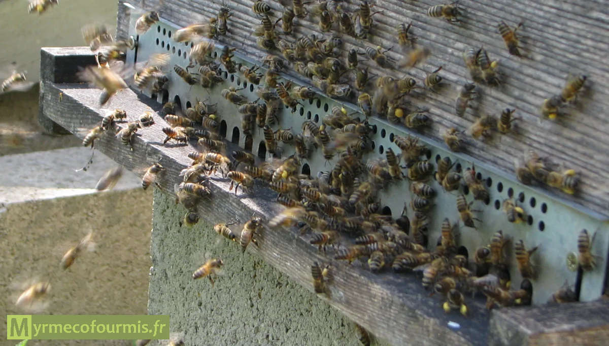 Réducteur anti-souris, mulots et autres rongeurs installés au trou de vol, à l'entrée de la ruche.