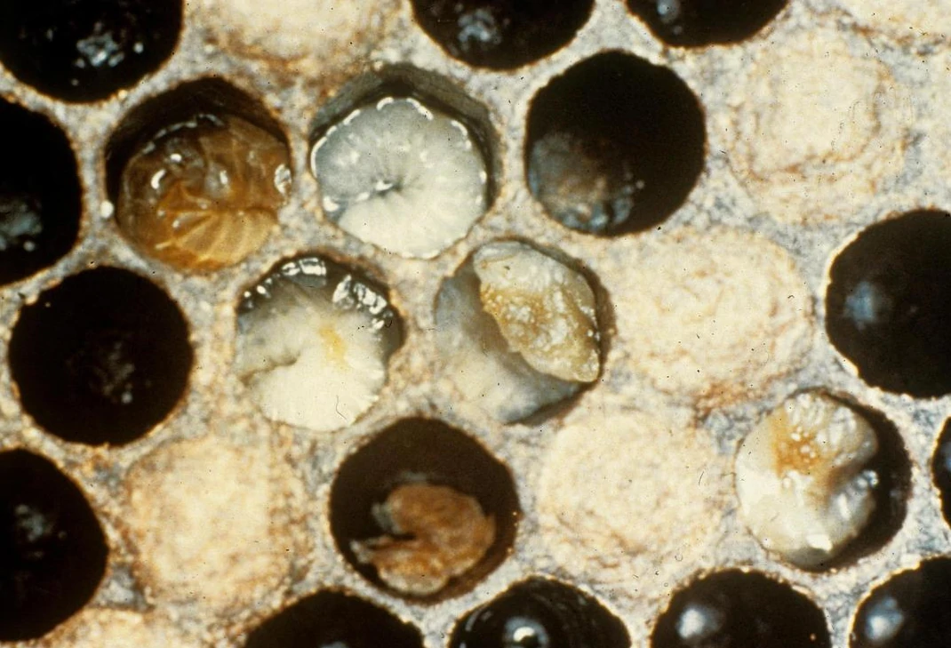 Photos de larves infectées par la Loque Européenne dans une ruche.