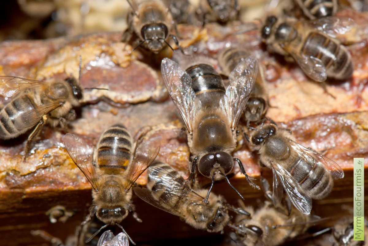 Un mâle abeille Apis mellifera entourée d'abeilles ouvrières se promène sur le dessus d'un cadre de ruche.