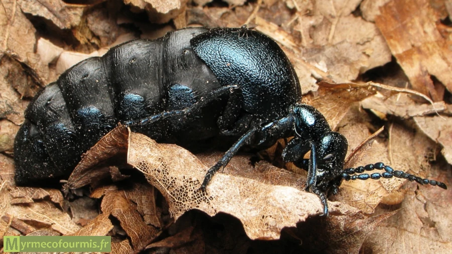 Meloe proscarabaeus femelle. Cette photo montre un méloé femelle, un insecte noir et bleu métallique commun au printemps qui ressemble à une énorme fourmi. Celui-ci marche sur des feuilles mortes.