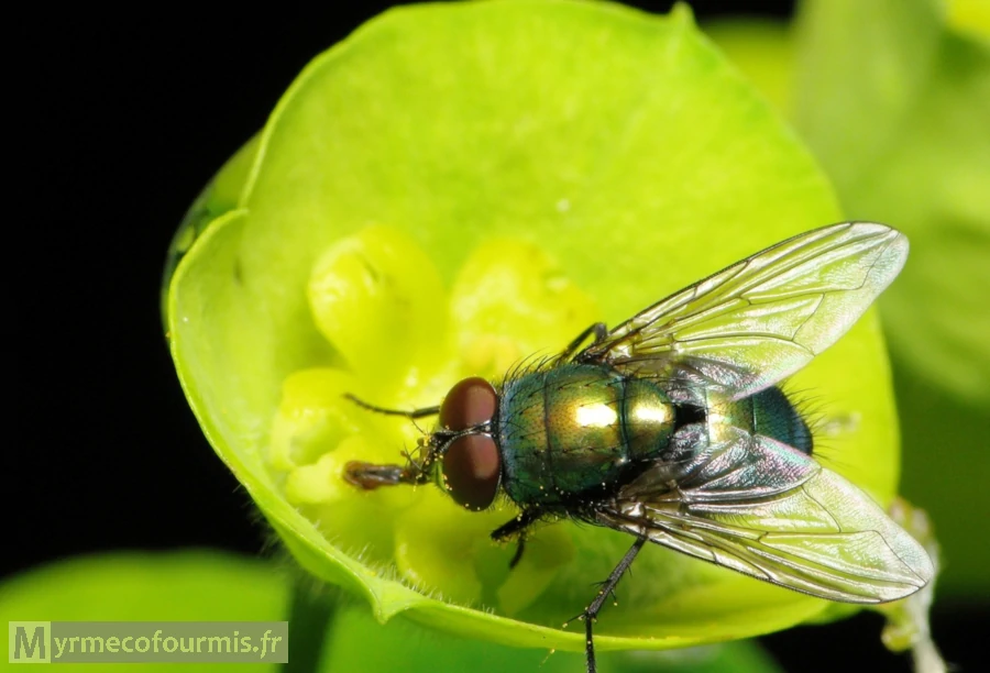 Une abeille de couleur verte avec des yeux rouges sombres ou marrons et aux reflets métalliques lèchent le nectar d'une fleur d'euphorbe de couleur jaune-verte.
