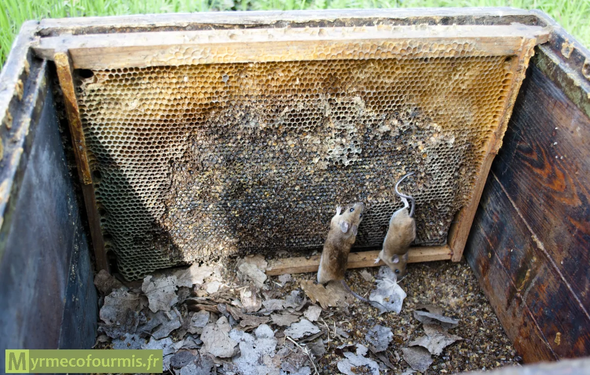 Deux mulots dans une ruche de type Dadant découverts au printemps. La cire et les feuilles au sol indiquent qu'une femelle mulot y a élevé ses petits durant l'hiver.