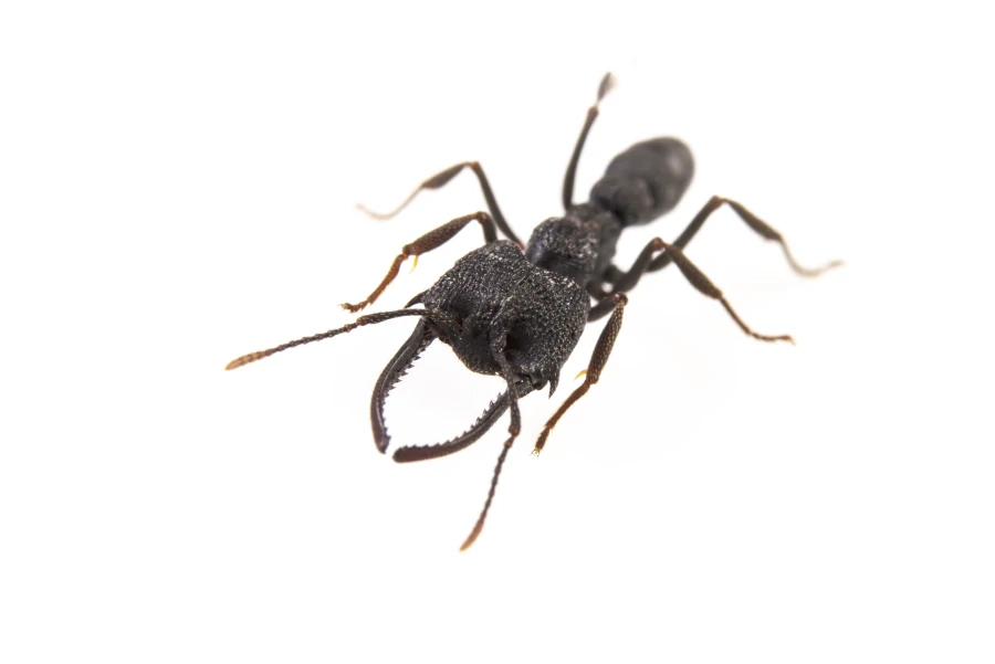 Photo macro de trois quart sur fond blanc d'une grande fourmi noire avec des mandibules énormes et recouvertes de dents. Il s'agit d'une fourmi Dracula du genre Mystrium en provenance de Madagascar.