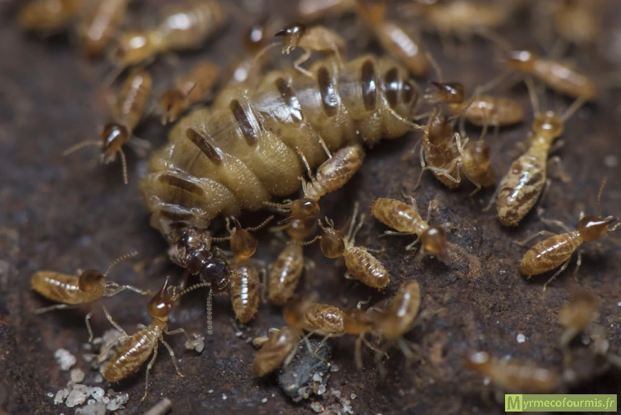Une énorme reine termite à l'abdomen complètement distendu est entouré de termites soldats et ouvriers dans son nid. Nasutitermitinae, Nasutitermes, nasutes.