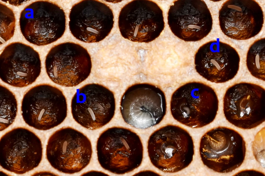 Une image macro en très gros plan d'oeufs et de larves d'abeilles, ainsi que deux cellules operculées contenant des nymphes d'abeilles. On y voit une cellule vide, plusieurs cellules avec un unique oeuf pondu par la reine de la colonie, une cellule avec deux oeufs d'abeilles, et de jeunes larves.