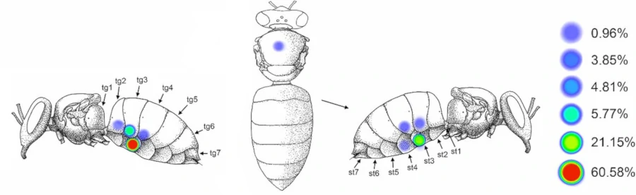Pourcentage de varroas fixés à différents endroits du corps des abeilles dans une ruche. On voit une représentation schématique d'une abeille de profil gauche, dessus et profil droit avec des ronds de couleurs représentant la fréquence des varroas trouvés sur les abeilles.
