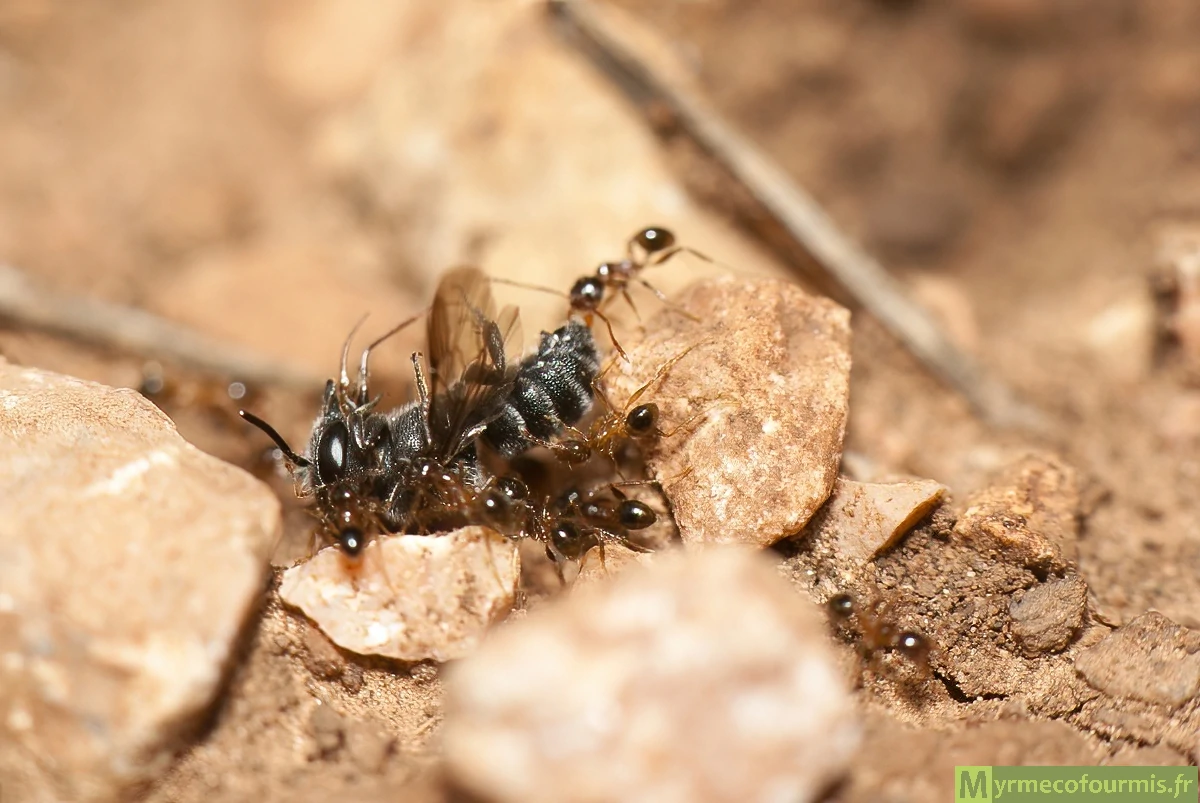 Fourmis brunes de l'espèce Pheidole pallidula portant une abeille capturée qui pèse plusieurs fois leur poids.