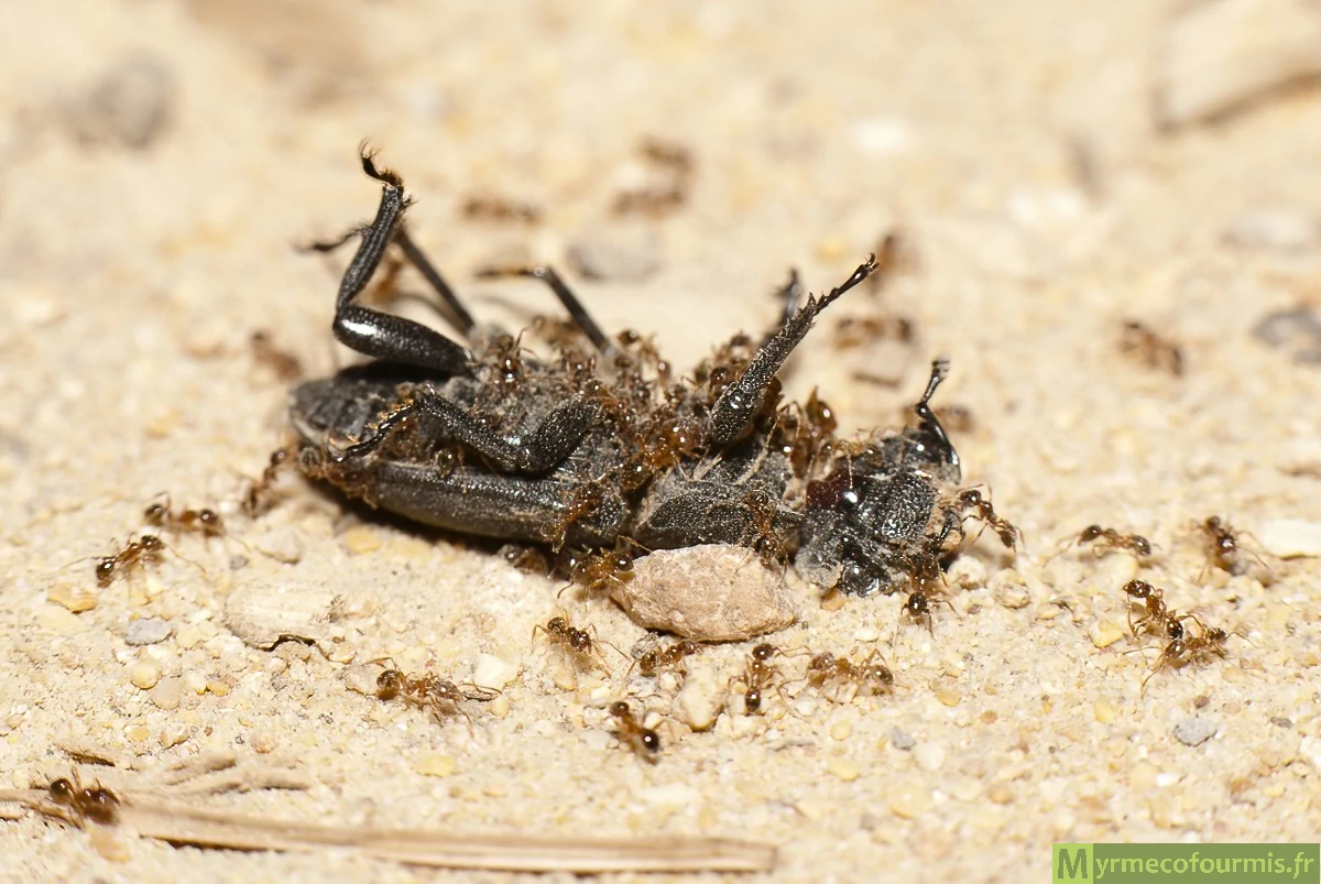 Des petites fourmis brunes de l'espèce Pheidole pallidula portent un lucanidé qui pèse plusieurs fois leur propre poids.
