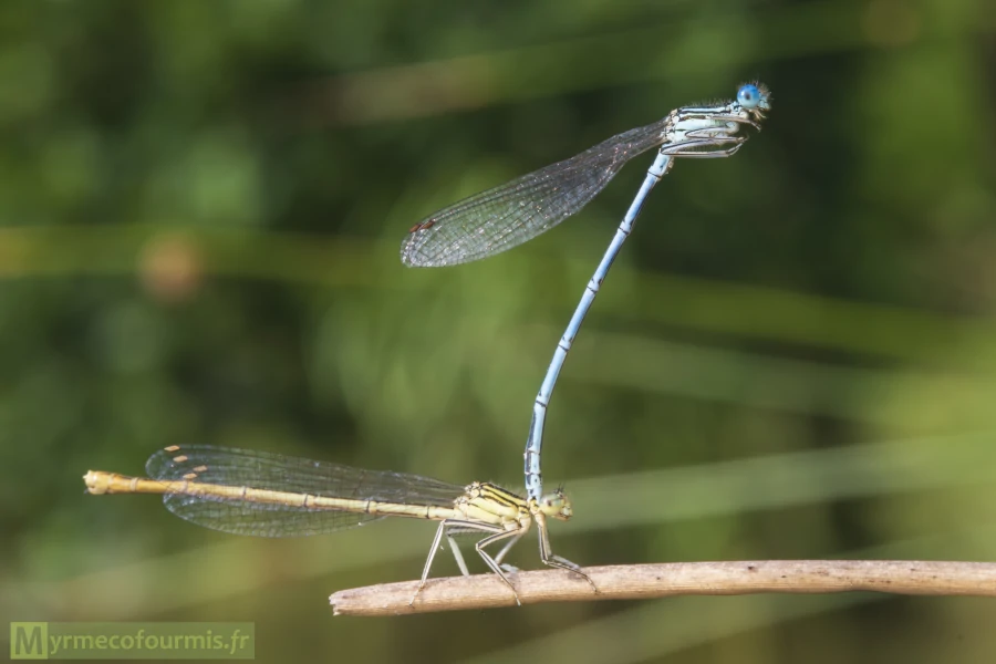 Un couple de demoiselles, des agrions à larges pattes Platycnemis pennipes, avec le mâle bleu accroché au cou de la femelle qui est brune et se repose sur une branche.