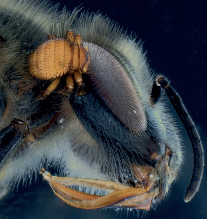Un pou de l'abeille (Braula coeca) attaché sur le côté de la tête d'une abeille noire.