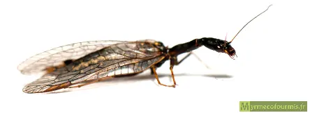 Raphidia, un Raphidioptère ou "mouche à long cou" sombre, avec des ailes transparentes nervurées. Cet insecte est proche des névroptères mais possède un thorax allongé.