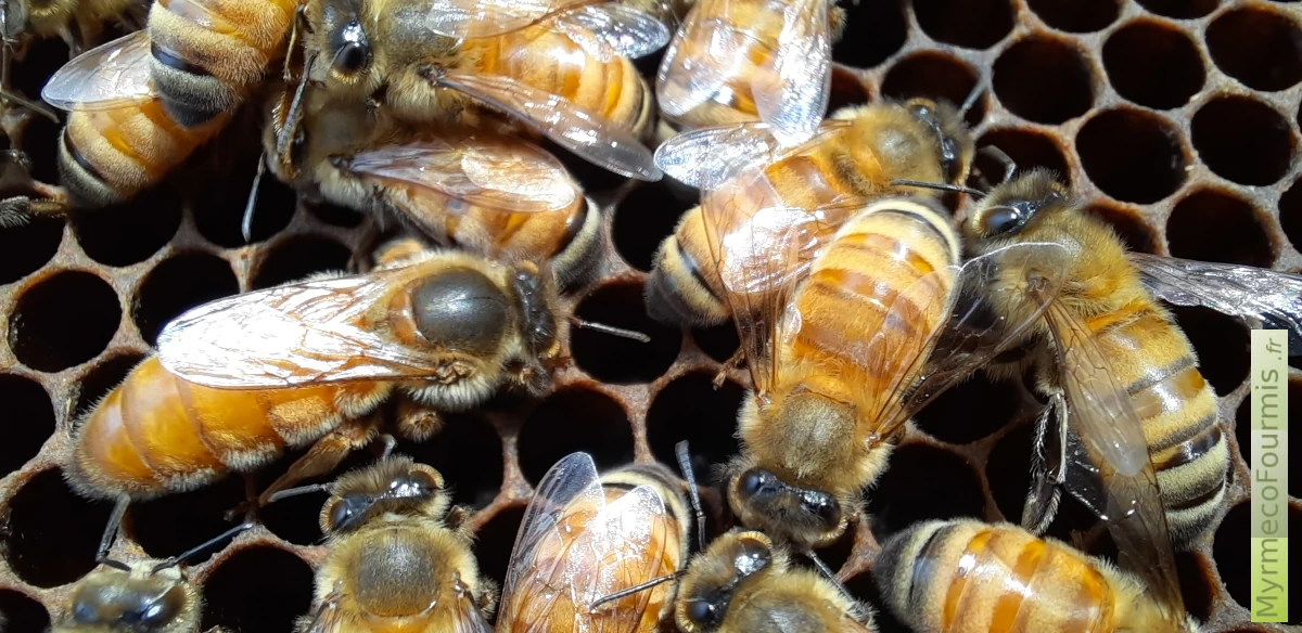 Photographie prise dans une ruche montrant une abeille reine avec les abeilles ouvrières de sa colonie. La reine inspecte des alvéoles pour pouvoir y pondre des oeufs. Apis mellifera.