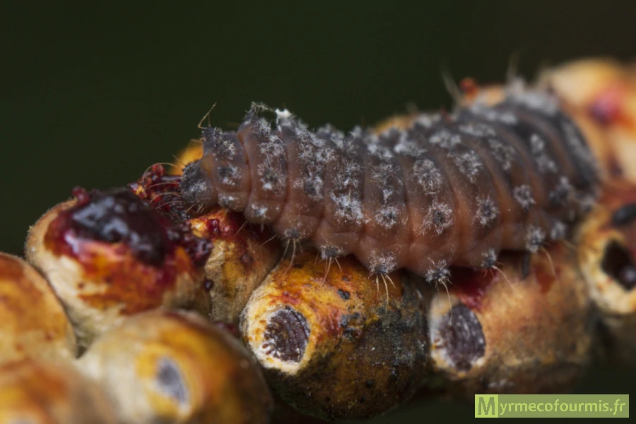 Une larve de la coccinelle de l'eucalyptus, de couleur violette et orange, dévore une cochenille femelle dans son sac.