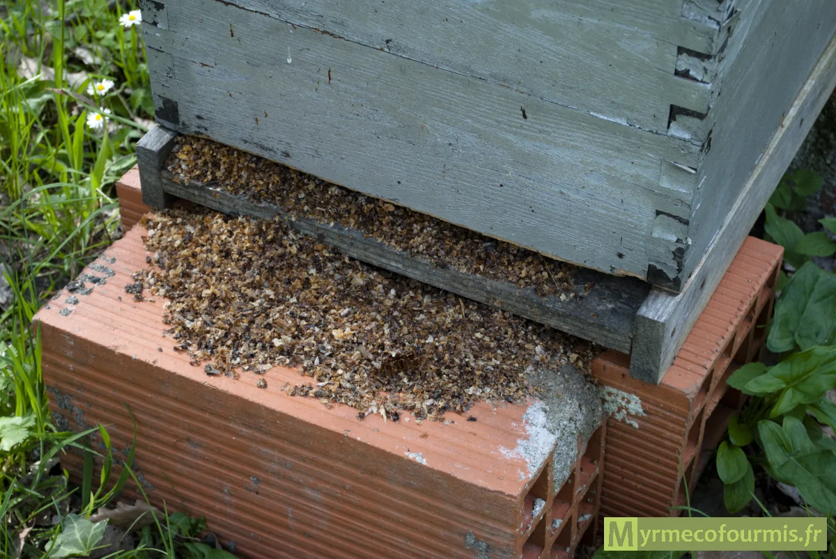 Traces de pillages d'une ruche par des rongeurs, avec de la cire et des abeilles mortes à l'entrée d'une ruche sans grille.