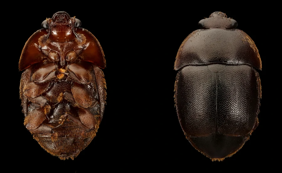 Vues ventrale (à gauche) et dorsale (à droite) du petit coléoptère de la ruche, un coléoptère noir lisse et plat, sur fond noir.